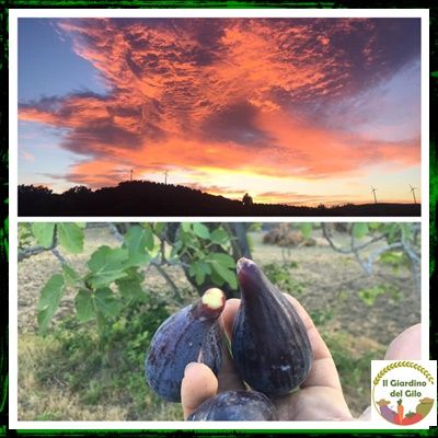 Il Giardino del Gilo - Foto 5