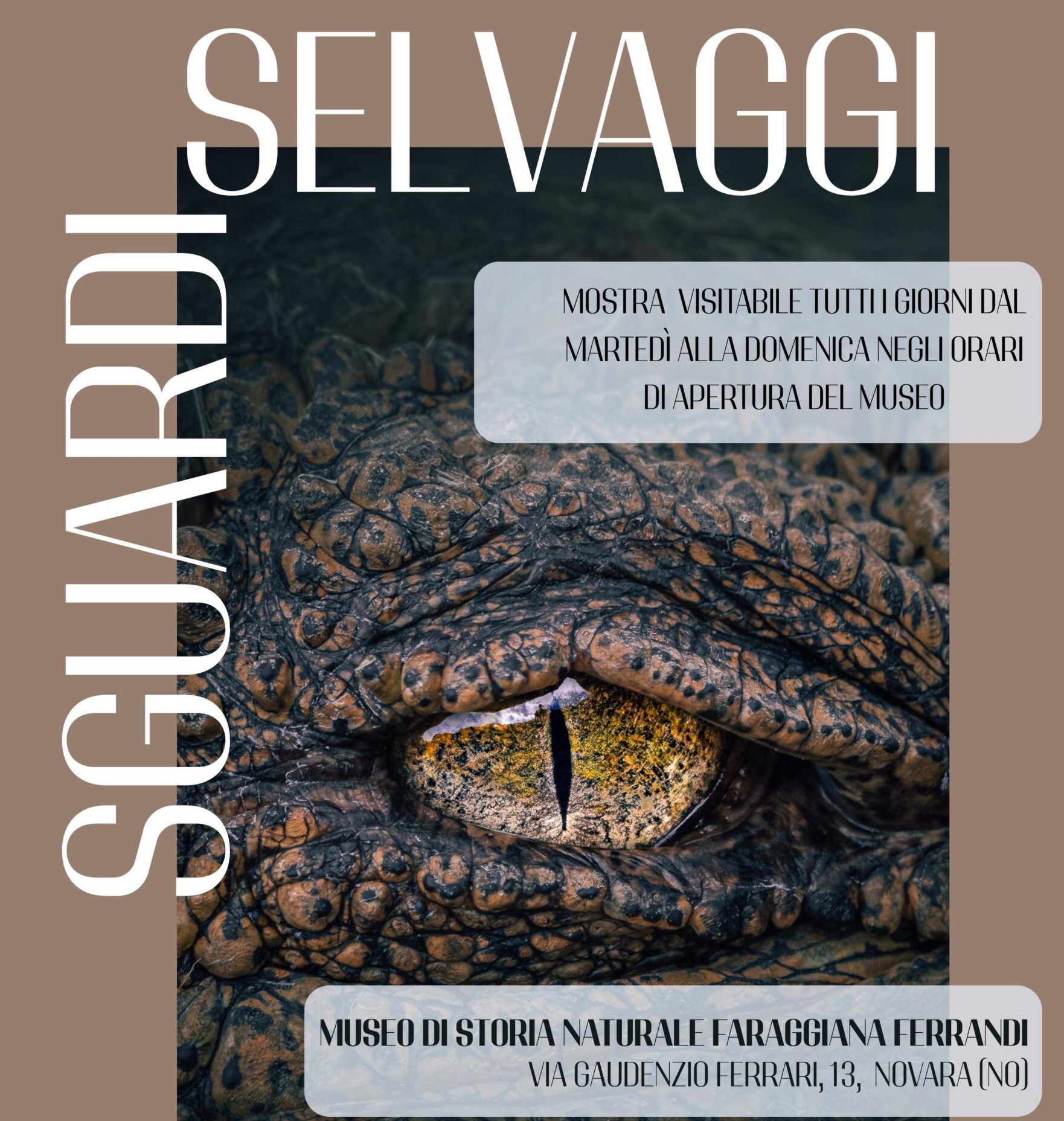 Museo Faraggiana Ferrandi - mostra fotografica Sguardi Selvaggi | Città di Novara